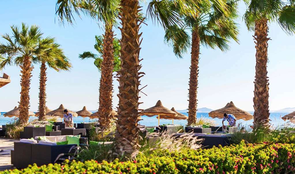 Baron Resort Sharm El Sheikh (Adults Only) Natura foto Palm trees on the beach of the resort